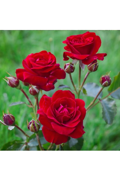 Rose Floribunda (red) SHTAMB